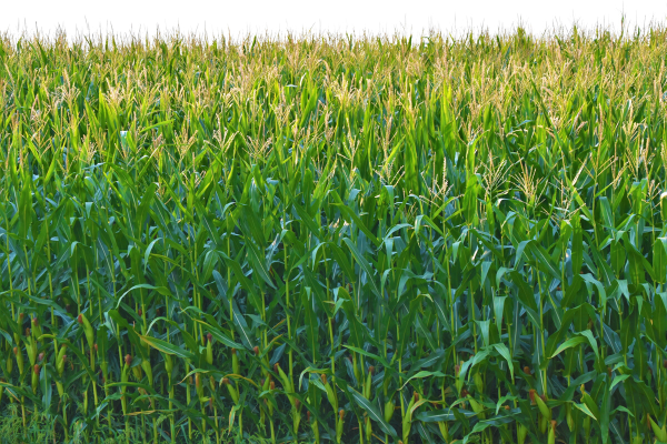 corn fields