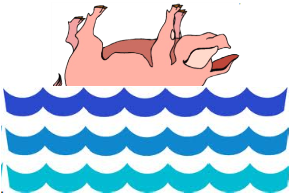 floating pig