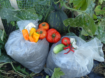 Vegetables harvested from the WIFS garden.