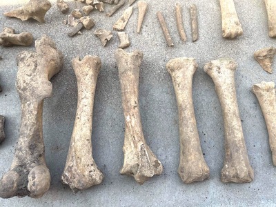 horse femurs found on a river bank