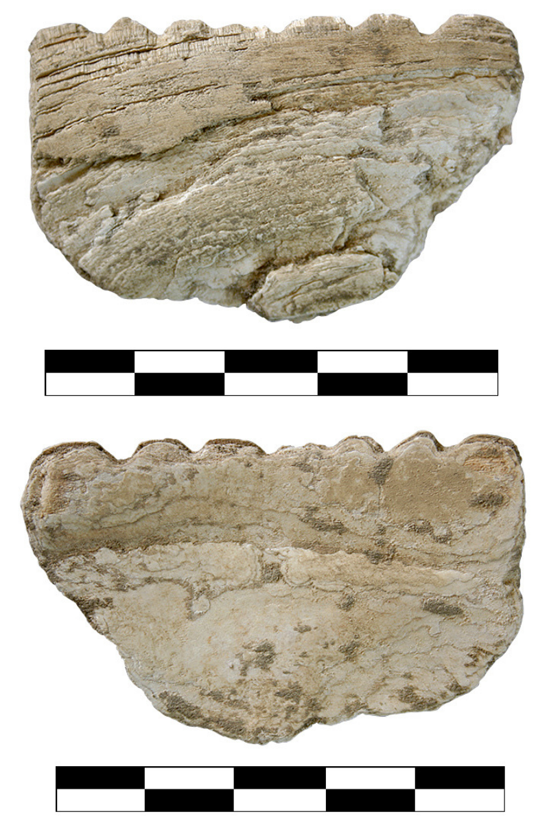Both sides of a shell tool, which may have been used to decorate a ceramic vessel before final firing. The tool was found at a site in Cook County earlier this year.
