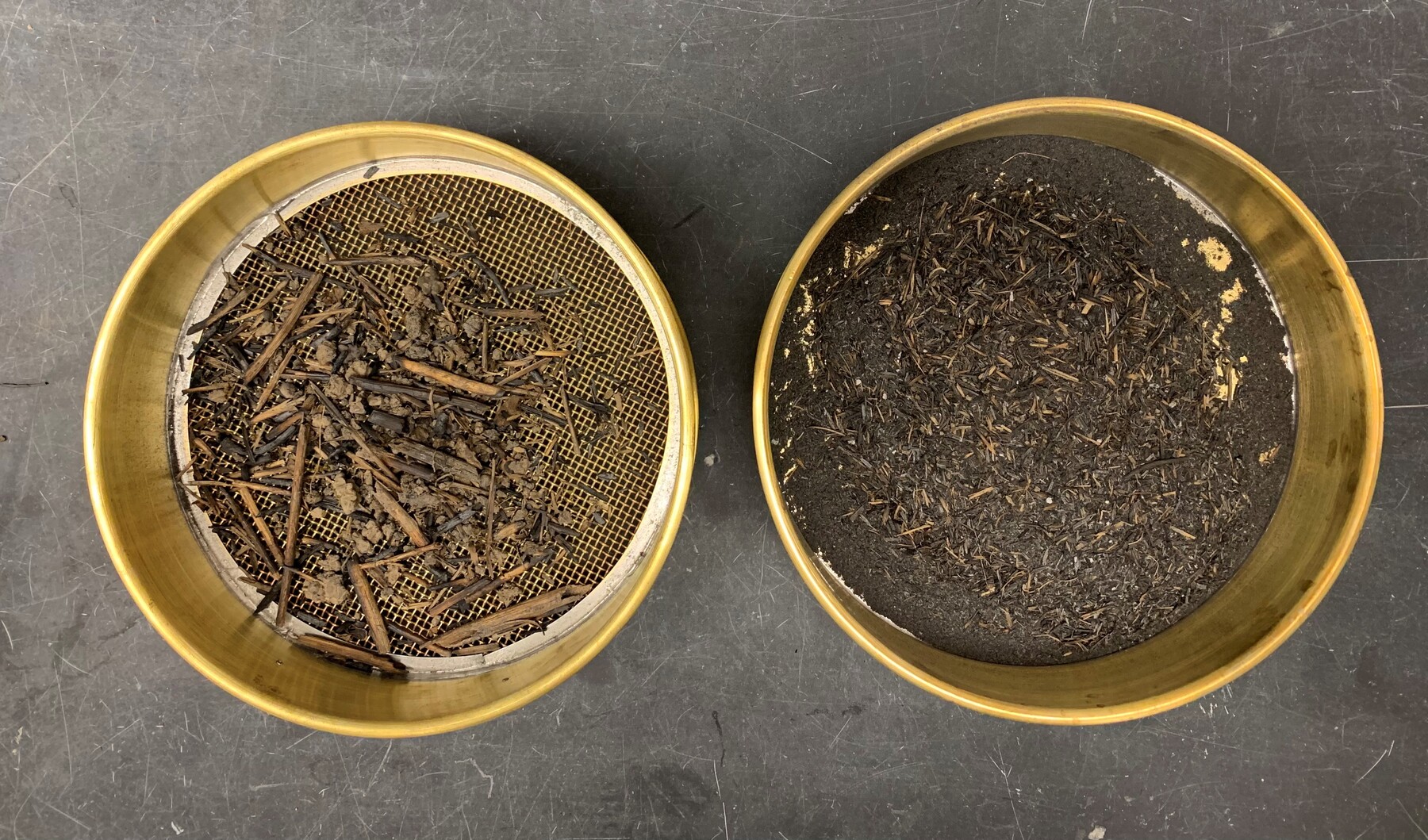 Charcoal from modern prescribed burn being analyzed in the ISAS Environmental Archaeology Lab.