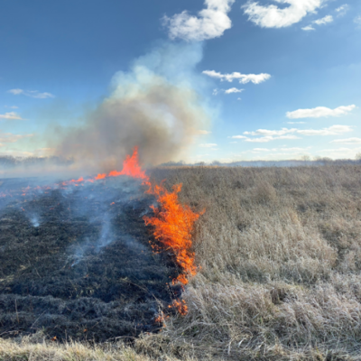 Prescribed burn, March 6, 2020, on lands managed by the Champaign County Forest Preserve