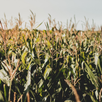 corn stalk