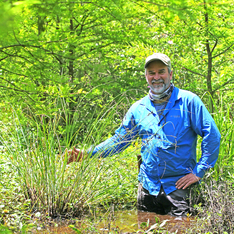 Paul Marcum with Carex decomposita at Round Pond Swamp in Pope County, Illinois.