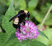 Bombus Pensylvanicus on Clover