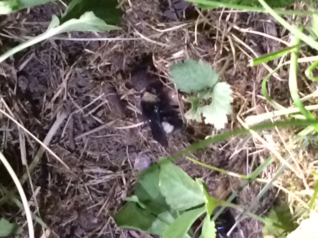 Bee on ground at excavation site (side view)
