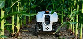 [Image ID: a boxy white robot sits between two rows of green cornstalks. The robot has thick black tires and a round sensor on the front. End ID]