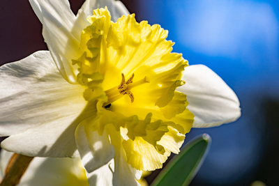 daffodil