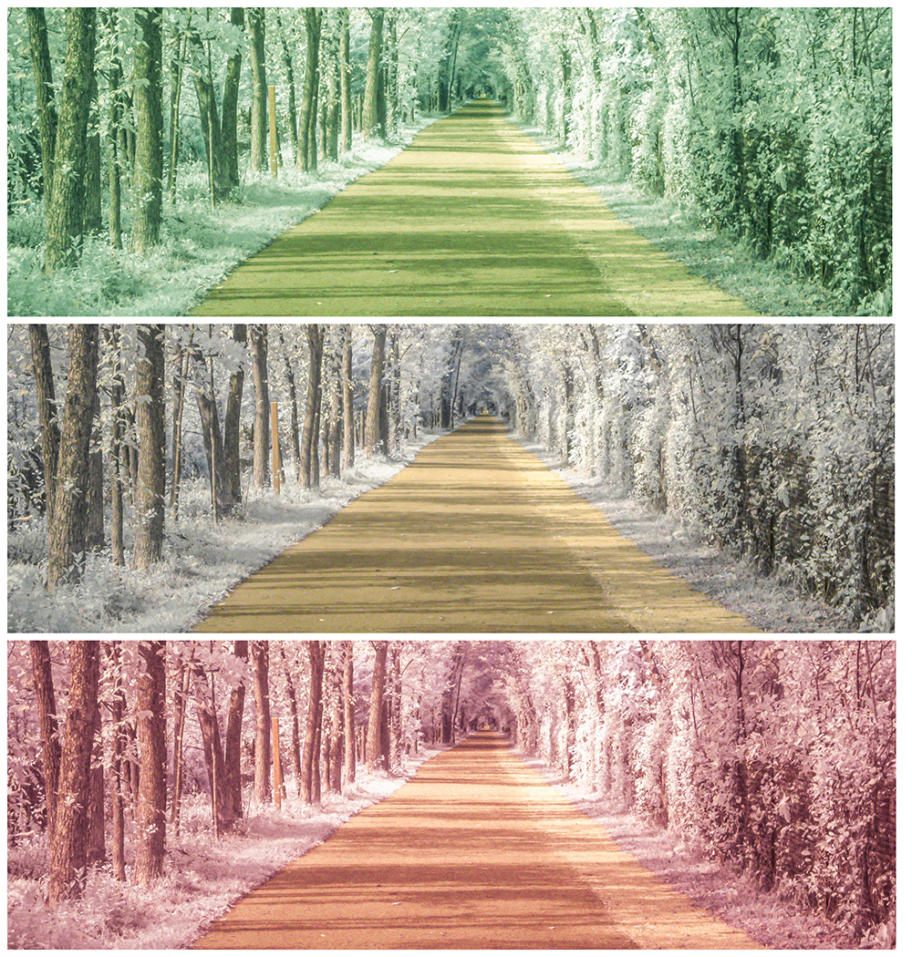 Tree lined pathway repeated three times in green, yellow and red.