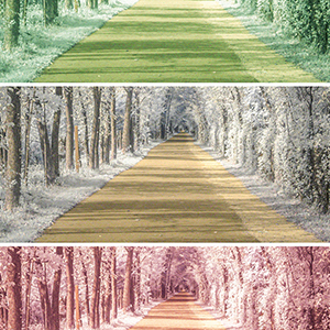 Tree lined pathway repeated three times in green, yellow and red.