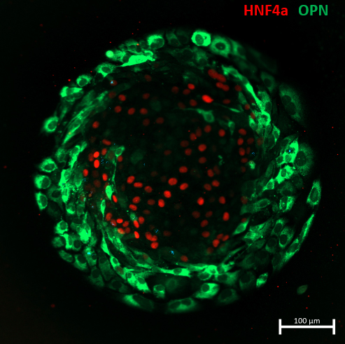 A circular green and red liver stem cell swirls.