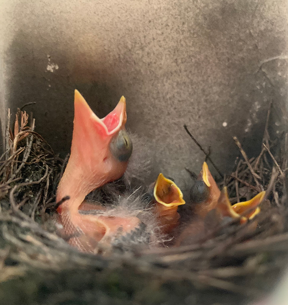 Four baby birds in a nest with mouths open, one is much larger than that others.