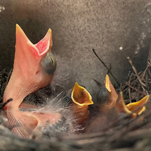 Four baby birds in a nest with mouths open, one is much larger than that others.