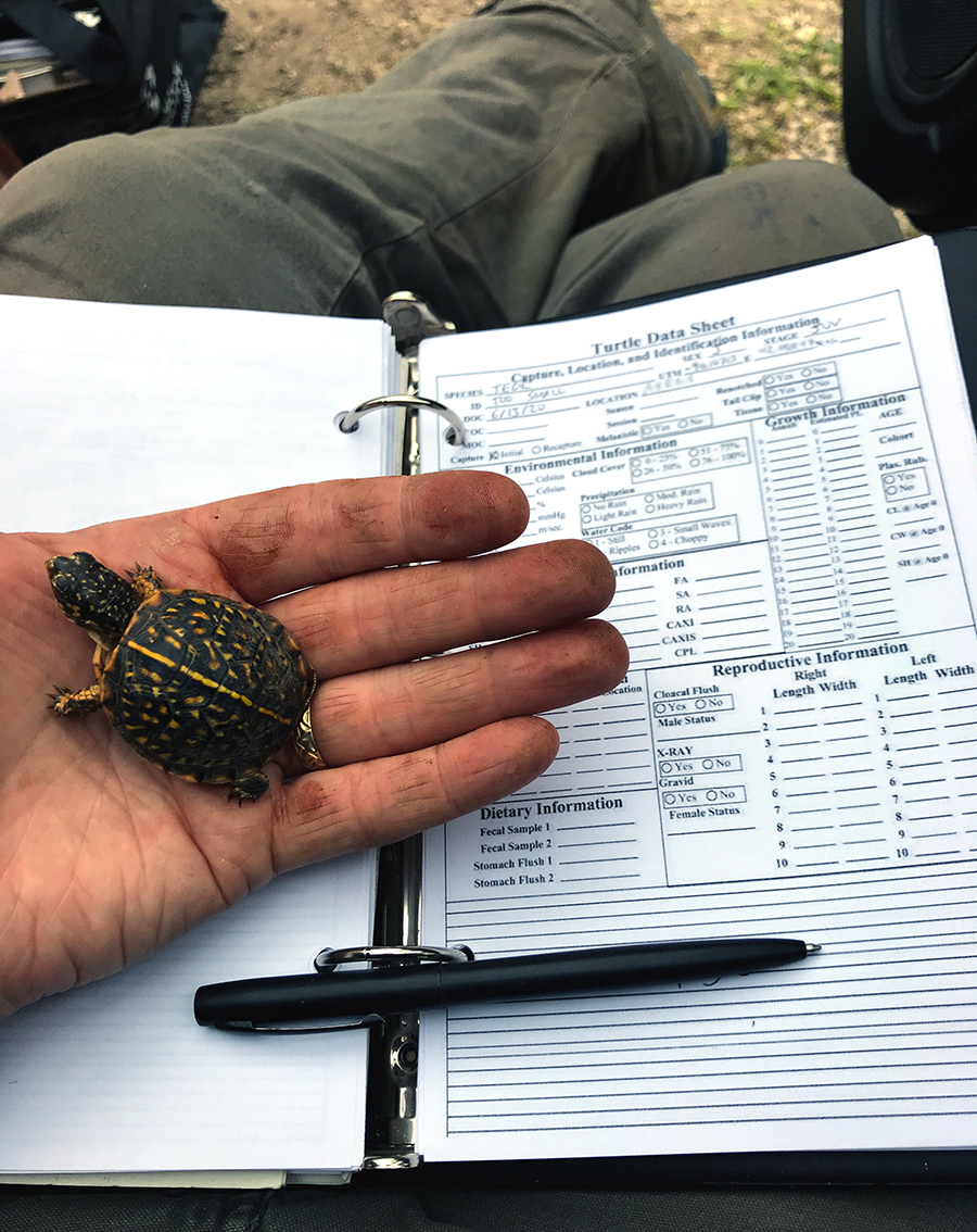 A human hand holds an Ornate Box Turtle hatchling while balancing a research notebook, and pen on their lap.