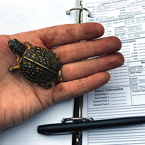 A human hand holds an Ornate Box Turtle hatchling while balancing a research notebook, and pen on their lap.