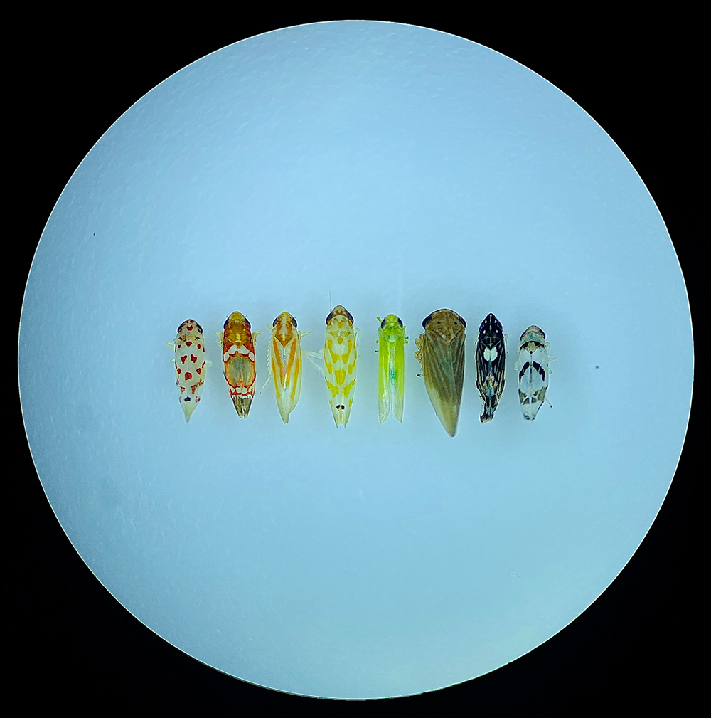 Small colorful leafhopper bugs arranged in a line.