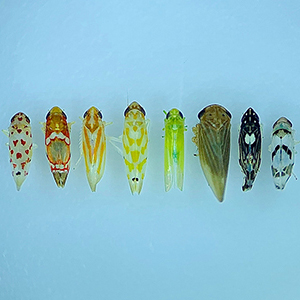 Small colorful leafhopper bugs arranged in a line.