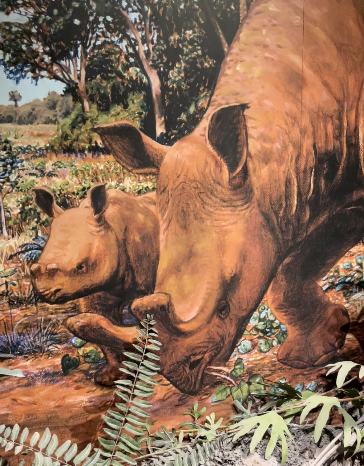 Artist's rendering of extinct Brontotheres