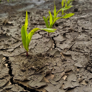 Life After the Flood