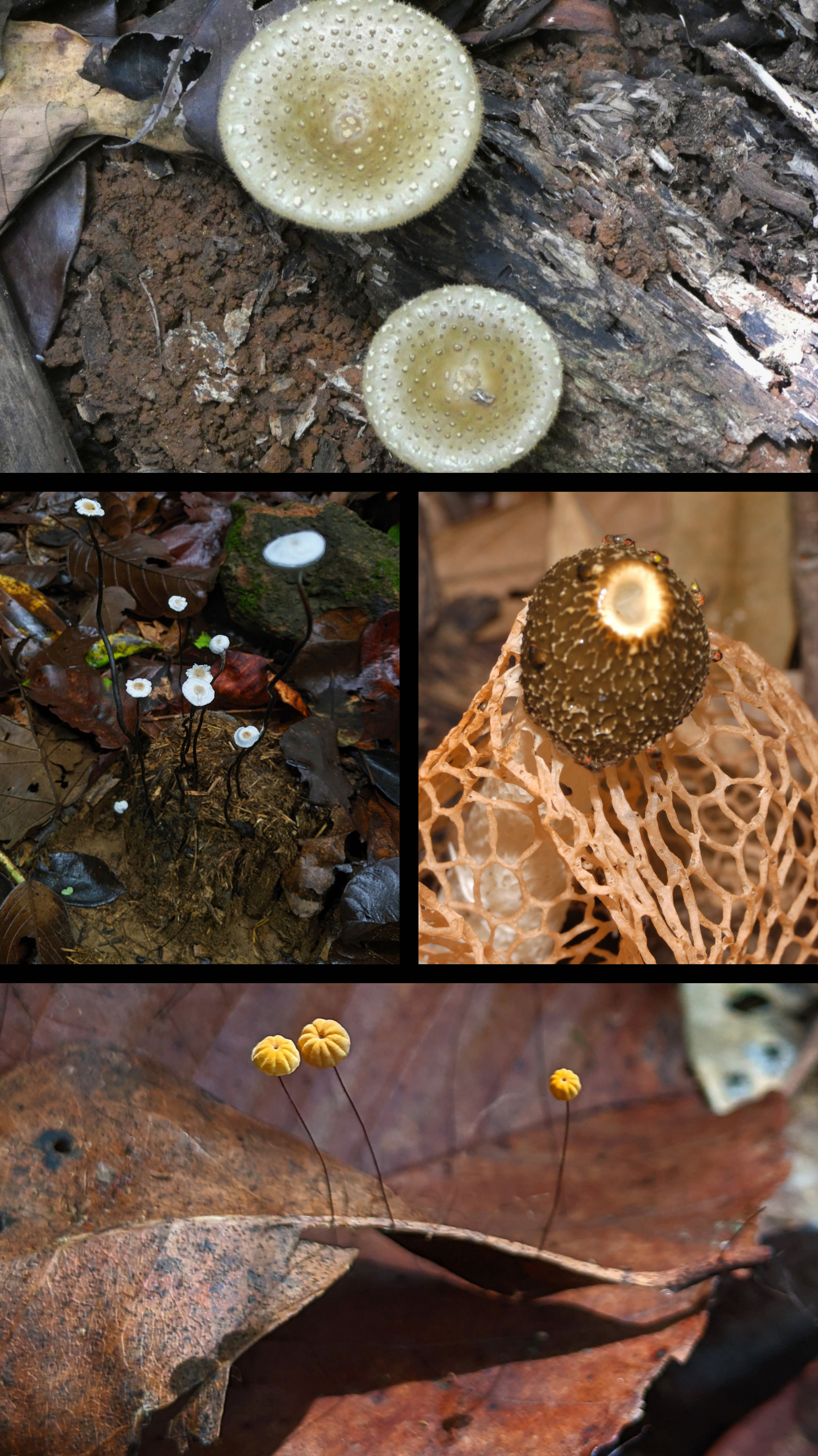 Several photos of fungi in tropical forest ecosystems.