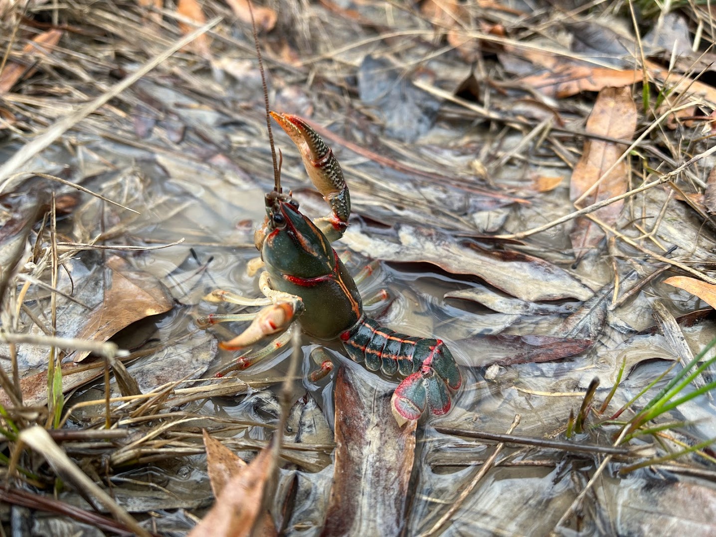 A "painted devil" crawfish brandishes its claws in the air.