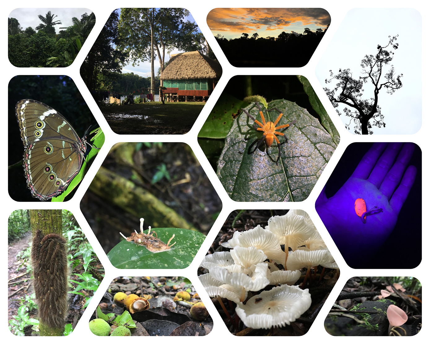 A collage of images of plants from the Amazon rainforest.